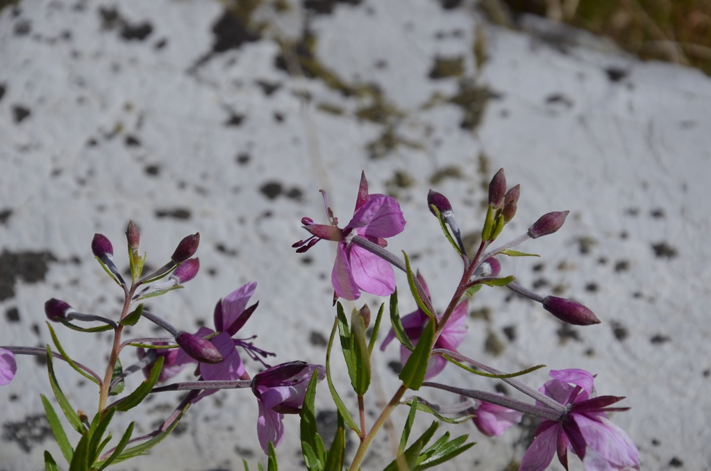 2015-07 Savoie/Refuge du saut/DSC_0228.JPG